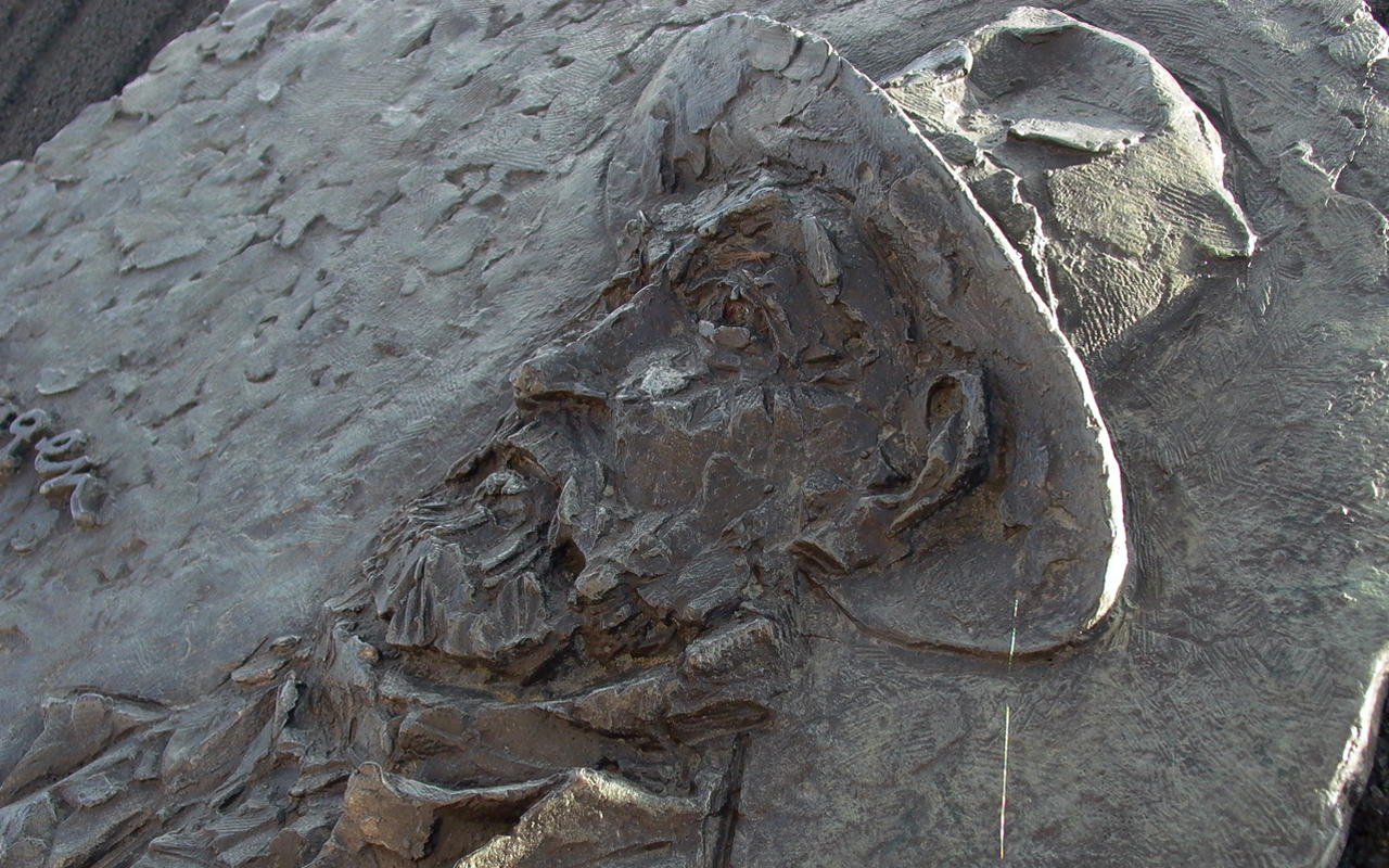 Kees van Dongen - BKOR